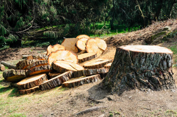 Best Tree Trimming and Pruning  in Bellville, OH